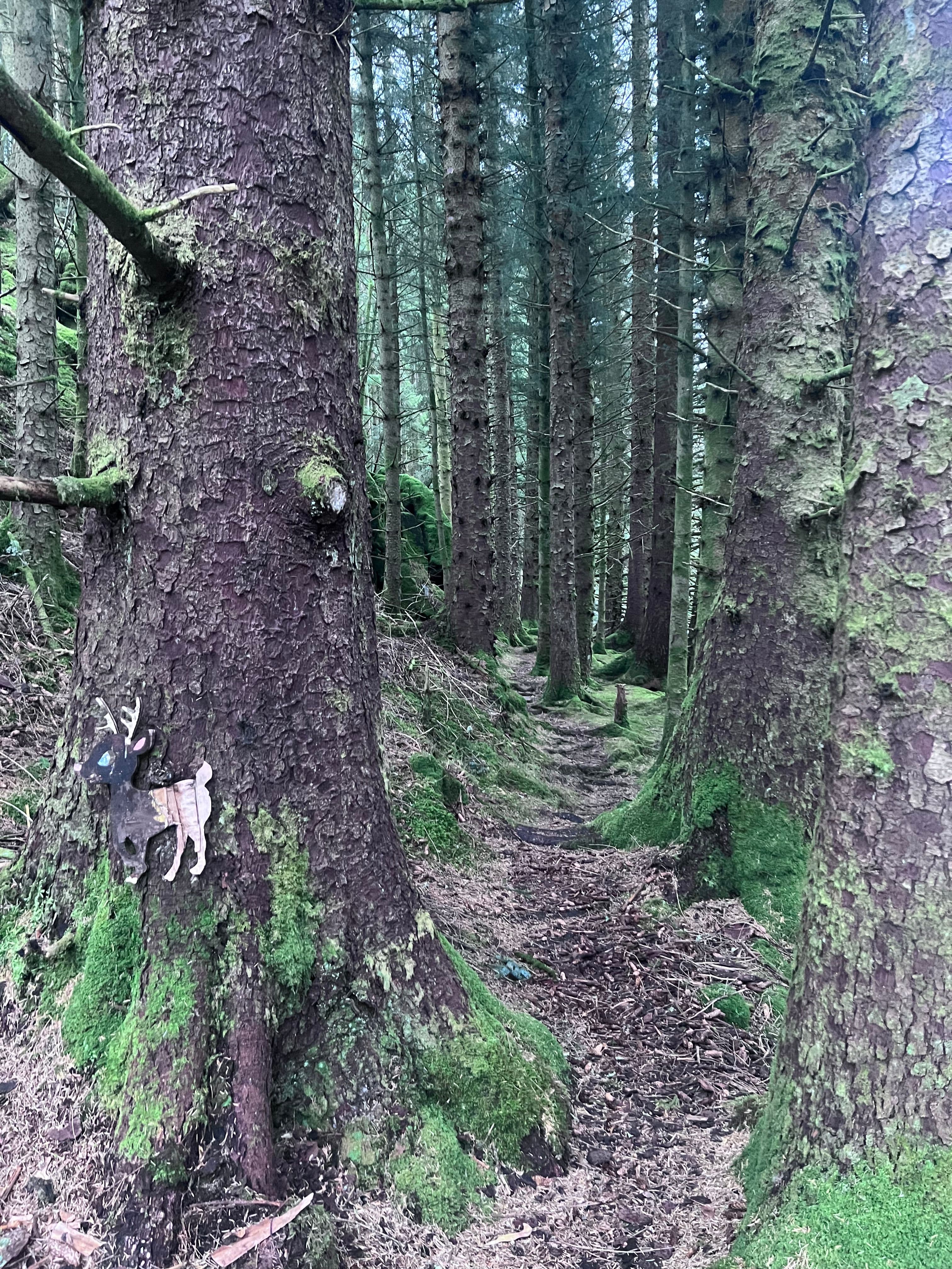 Psykisk helse, natur og trening